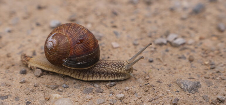Close Up of a Brown Spiraled Shell Snail Crawling Slowly on Sandy Ground with Pebbles Representing Slow Progress and Patience in Nature