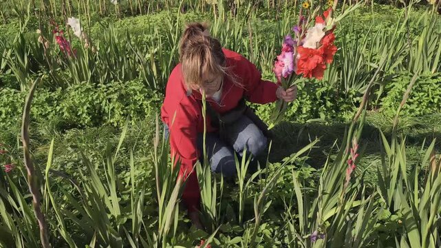 Woman picks bright gladioli flowers in a field by the roadside during a sunny day