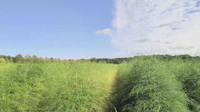 Asparagus beds with stalks and bushes in September harvest time