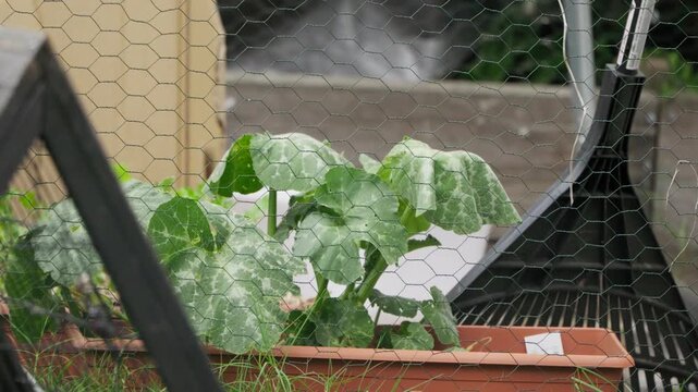 A small pumpkin patch grown in a container pot, in a old chicken coop with wire fencing, with a rake in the background.