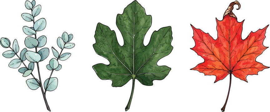 Botanical leaf illustration set featuring eucalyptus branch, fig leaf, and red maple leaf on white background