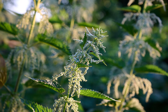 Blooming stinging nettle (Urtica dioica) close up in a summer field.
