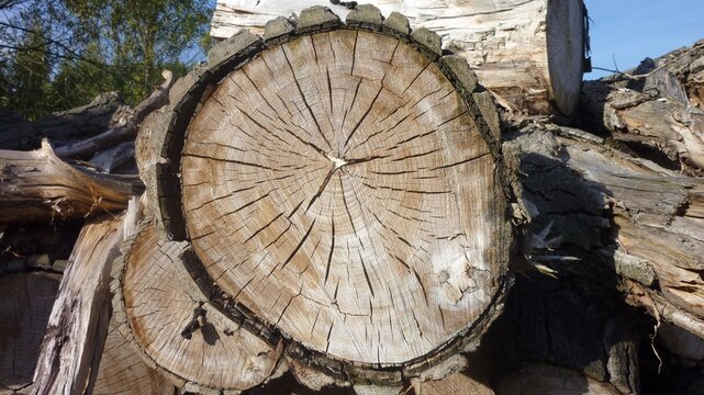 Close up of a sawn tree log cross section showing aged wood rings and cracked texture in a timber pile under daylight