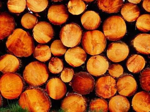 Full frame background texture of stacked pine tree logs showing circular cross sections and annual rings