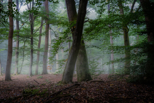 Ein tiefer, satter Buchenwald im Naturpark Hohe Mark, wo das sanfte Morgenlicht durch den feinen Nebel bricht und den feuchten Waldboden beleuchtet. Die dunklen, verflochtenen &Auml;ste