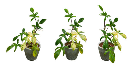 philodendron florida beauty indoor plants, isolated white back ground, cut out png, real plants, nature pattern © lacastudio