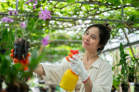 Asian woman farmer spraying purple orchids hanging in greenhouse pots.