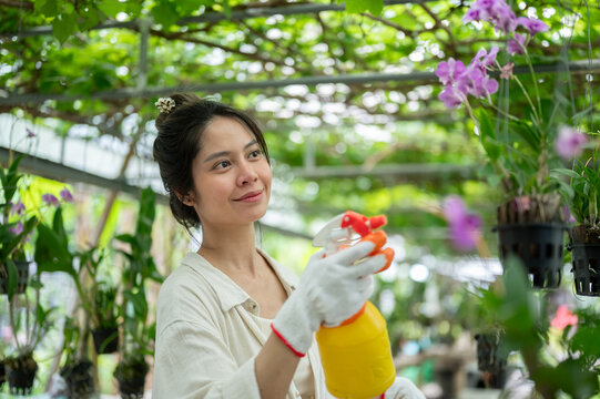 Asian woman farmer holding spray bottle among hanging purple orchids.