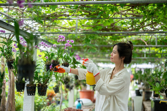 Asian woman farmer spraying purple orchids in hanging pots in greenhouse.
