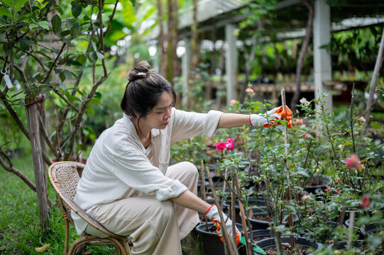 Asian woman farmer pruning potted rose plants in outdoor garden nursery.