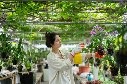 Asian woman farmer spraying hanging purple orchids in greenhouse.