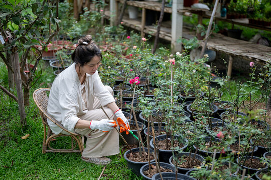 Asian woman farmer tending potted rose plants sitting in outdoor nursery.