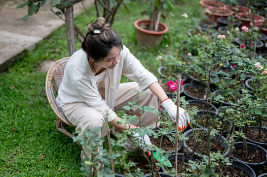 Asian woman farmer tending potted rose plants in outdoor garden nursery.