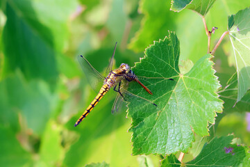 une libellule mangeuse de libellule © helenedevun