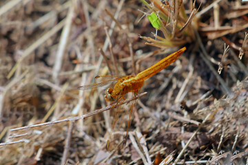 une libellule dorée sympetrum © helenedevun