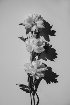 Monochrome Flat Lay Of Three Peonies Arranged In A Straight Line With Sun Shadows
