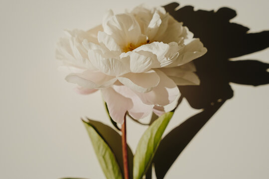 Top View Of Fresh White Peony Flower Casting Deep Shadow On Warm Beige Surface