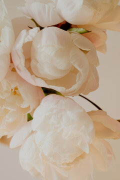 Close Up View Of Blooming Off-White And Soft Pink Peony Bouquet