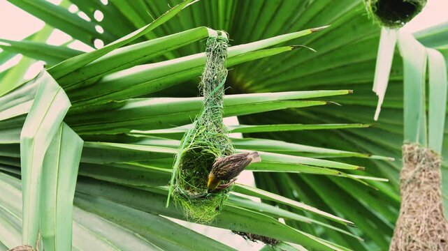 Baya Weaver Building a Hanging Nest Structure from Loose Grass