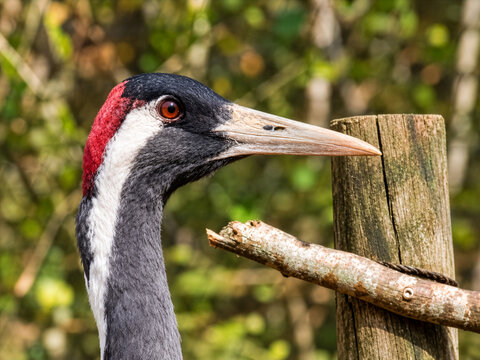 Grus nigricollis