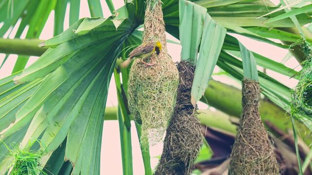 Baya Weaver Strengthening a Formed Nest Entrance and Surface