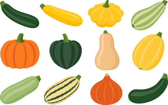 Squash and pumpkin varieties are displayed in a colorful flat vector illustration set.