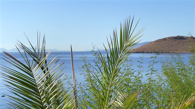 A close-up view of vibrant green palm fronds and foliage overlooking the calm blue waters of Bitez Bay in Bodrum, Turkey.