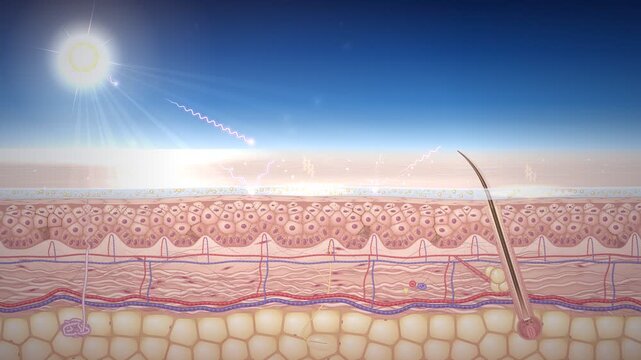 SPF Sunscreen UV Shield Skin Diagram Science Loop