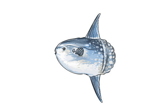Ocean Sunfish Illustration, Mola Mola with Silver Body and Large Fins