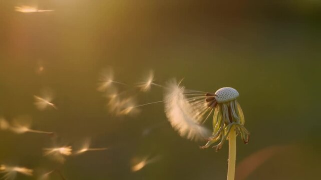 Dandelion seeds blowing off in slow motion under soft warm evening sunlight