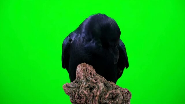 Green Screen Halloween Raven Perched &mdash; Black Raven Bird for Keyable Horror and Gothic VFX
