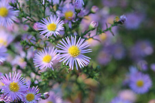 flowers aster asters autumn garden perennials aster autumnalis asteraceae