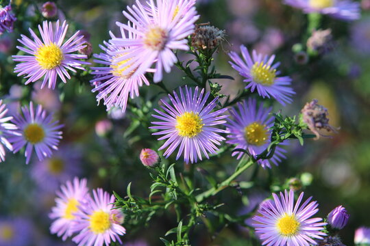 flowers aster asters autumn garden perennials purple plant flowering