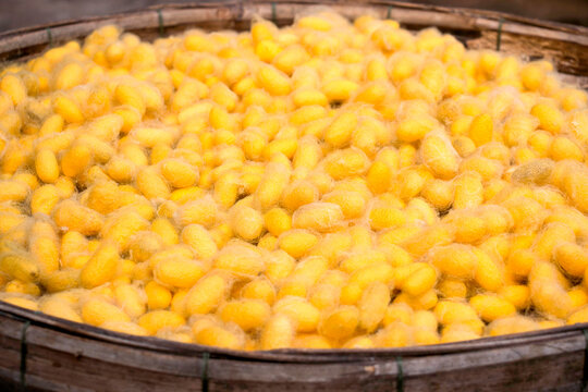 Yellow silkworm cocoons. Yellow silk cocoons placed on the basket. gold silkworm cocoons shell. This is a source of silk thread and silk fabric