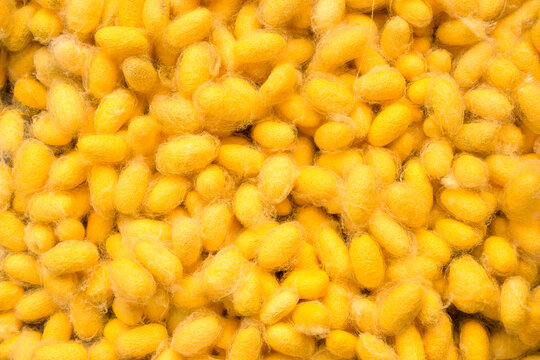 Yellow silkworm cocoons. Gold silkworm cocoons shell. This is a source of silk thread and silk fabric.