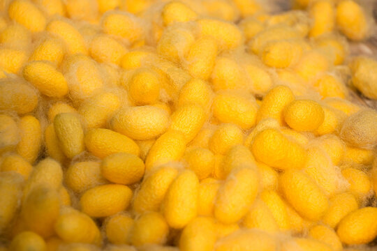 Yellow silkworm cocoons. Gold silkworm cocoons shell. This is a source of silk thread and silk fabric.