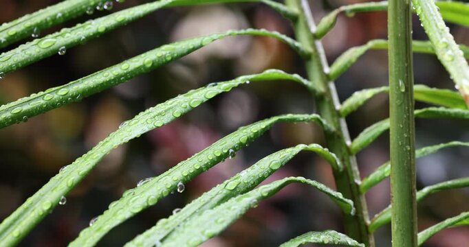 Close-up of footage of multiple water drops on a vibrant green palm tree leaf with a multi-coloured soft-focused dark background. Captured in slow motion on a rainy day.