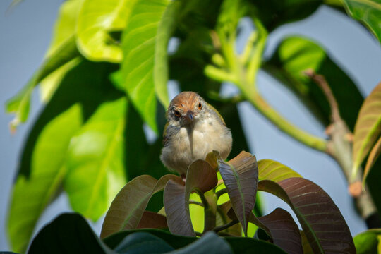 Plain prinia bird perched on fresh green mango tree leaves.A beautiful high-quality wildlife shot of a small Plain prinia (Prinia inornata) or tailorbird perched gracefully on a cluster of green 