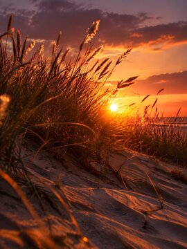 Grass tufted dune crest with wiry stems and pale seed heads holding the evening light