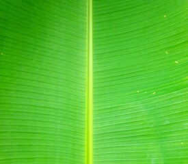 Fresh green banana leaf texture background with natural symmetry © Hazer