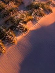 Fototapeta premium Crest of a sand dune crowned with pale seed heads bending in the evening breeze at sunset