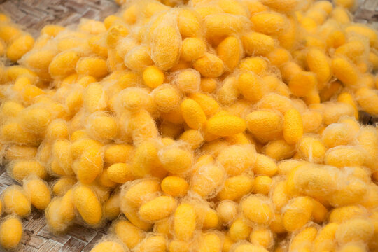 Yellow silkworm cocoons. Yellow silk cocoons placed on the basket. gold silkworm cocoons shell. This is a source of silk thread and silk fabric