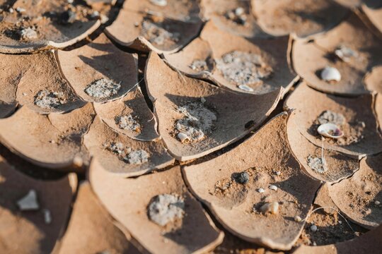 Dried riverbed clay curling into tiles