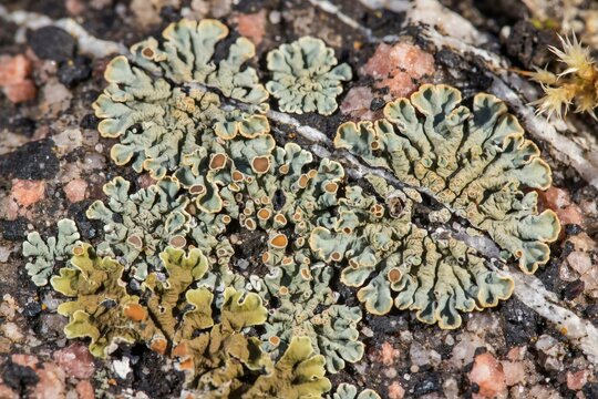 Lichen colonies spreading in concentric rings on granite