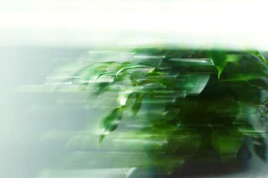 Abstract Motion Blur of Green Foliage and Leaves in Soft Light