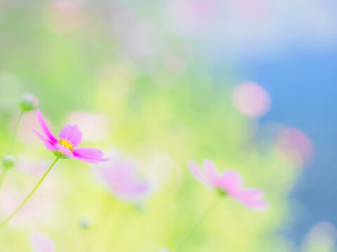 ピンクの花。朝日に透ける花びら。花畑の中で目立つ一輪。やわらかくボケたカラフルな花畑。秋の公園や花壇を彩るコスモスのある風景。自然風景素材。