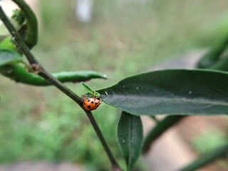 Macro shot of a 28 spotted potato ladybird beetle resting on a chili plant leaf © Bisma
