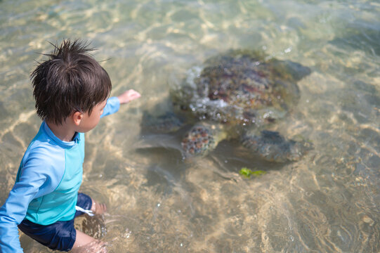 Boy interacting with giant sea turtle in clear tropical waters