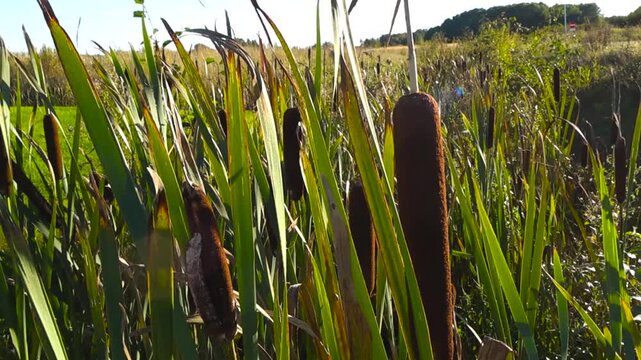 Close up view of reed mace plants with brown velvety flower spikes gently moving in the breeze on a sunny day. The rural landscape shows a beautiful wetland and marsh with green wild grass