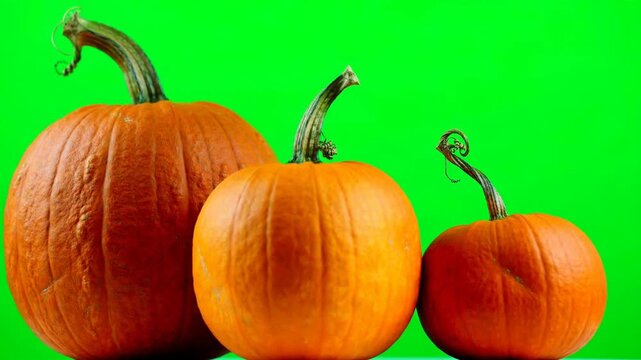 Green Screen Halloween Pumpkin Group &mdash; Trio of Pumpkins for Keyable Fall Harvest Compositing